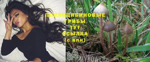 прущие грибы Волоколамск